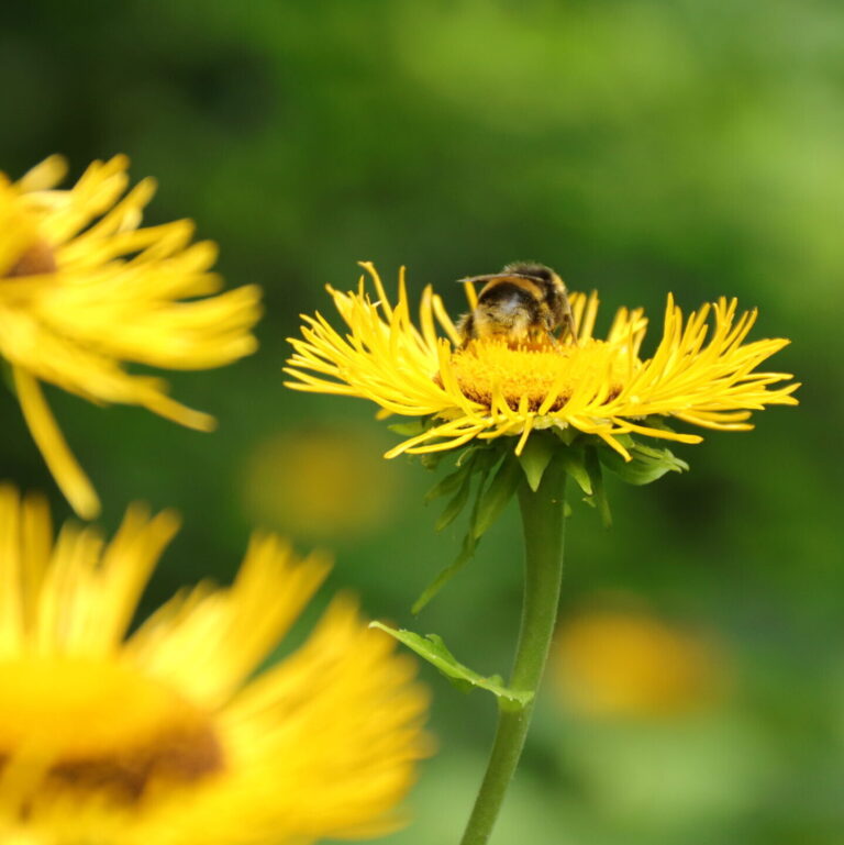 Verkehrsberuhigung für mehr Sicherheit auf der Gartenstraße